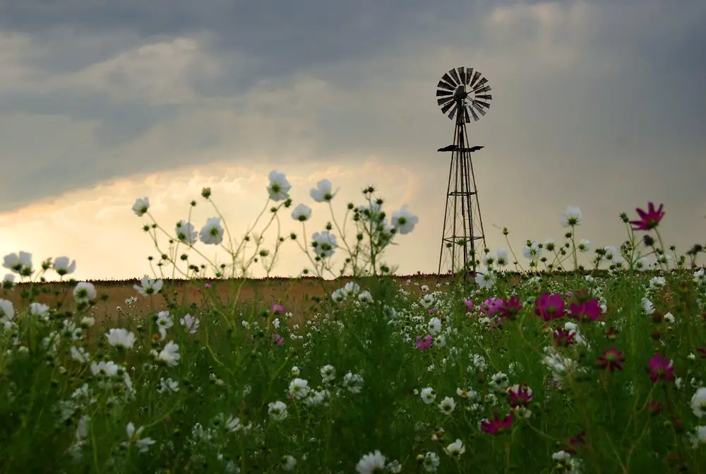 Cosmos flowers and wind pump