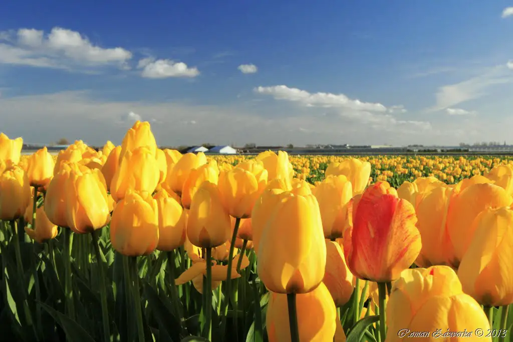Spring in the Netherlands. Field of yellow tulips