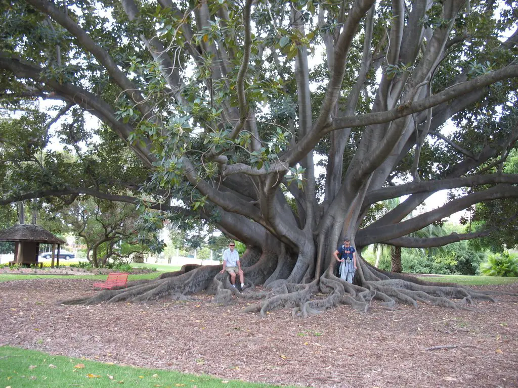 Huge Moreton Bay Fig Tree - Kings Park - Perth - 2