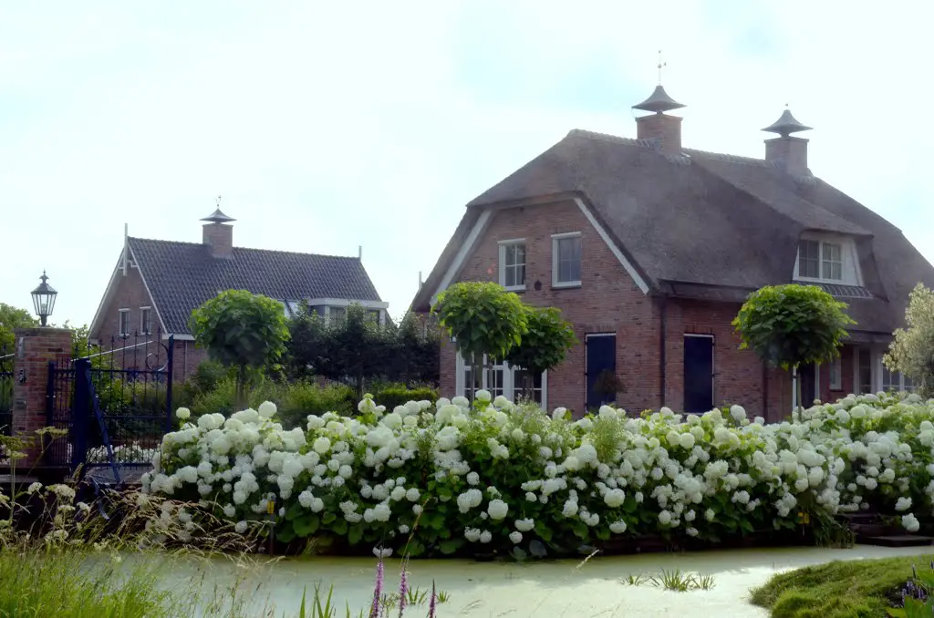 Beautifull Anne Belle Hortensia flowers at Ouderkerk a/d IJssel