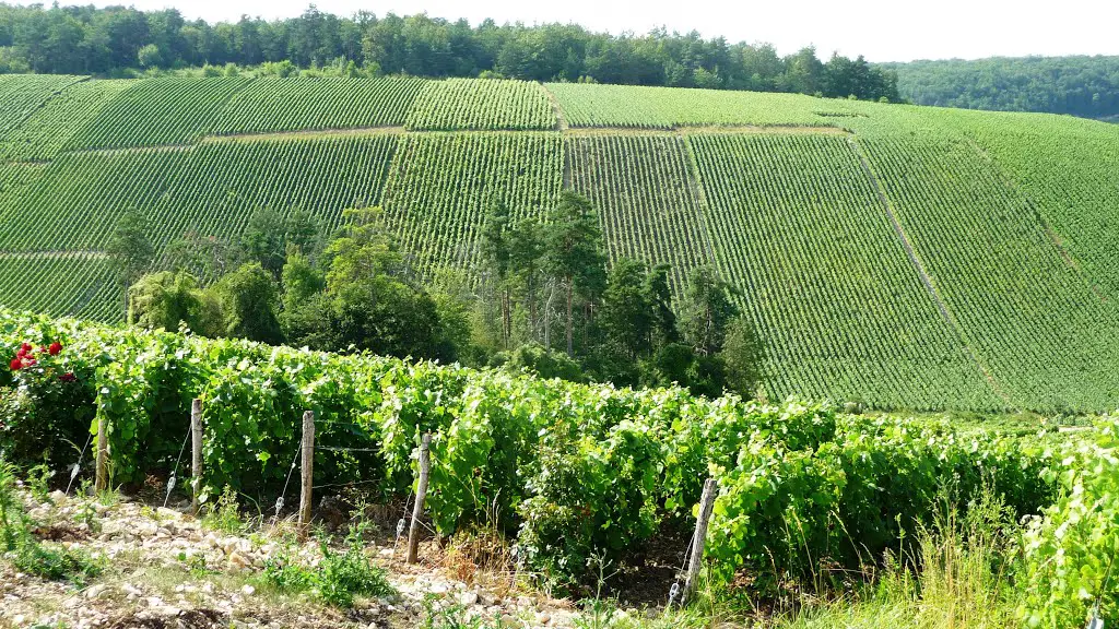 Paysages Champenois 5 - Vignobles